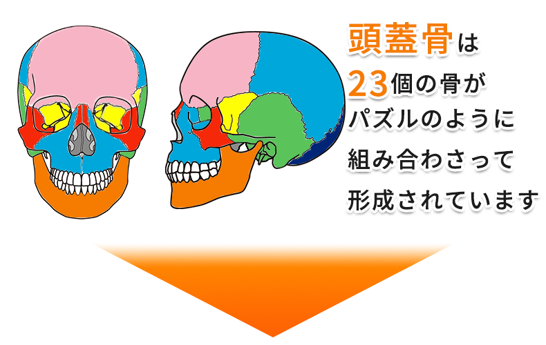 頭蓋骨は23個の骨で形成されている